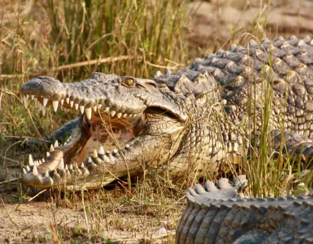 cocodrilos