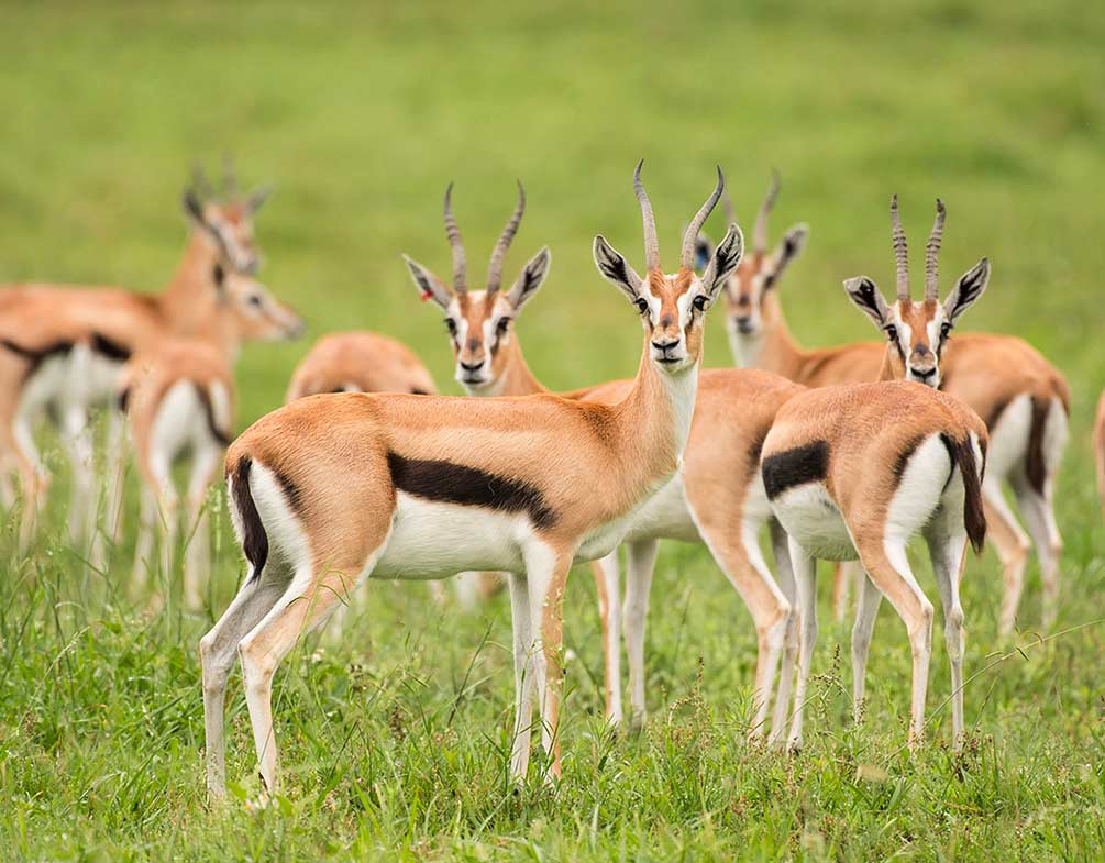 gazelle