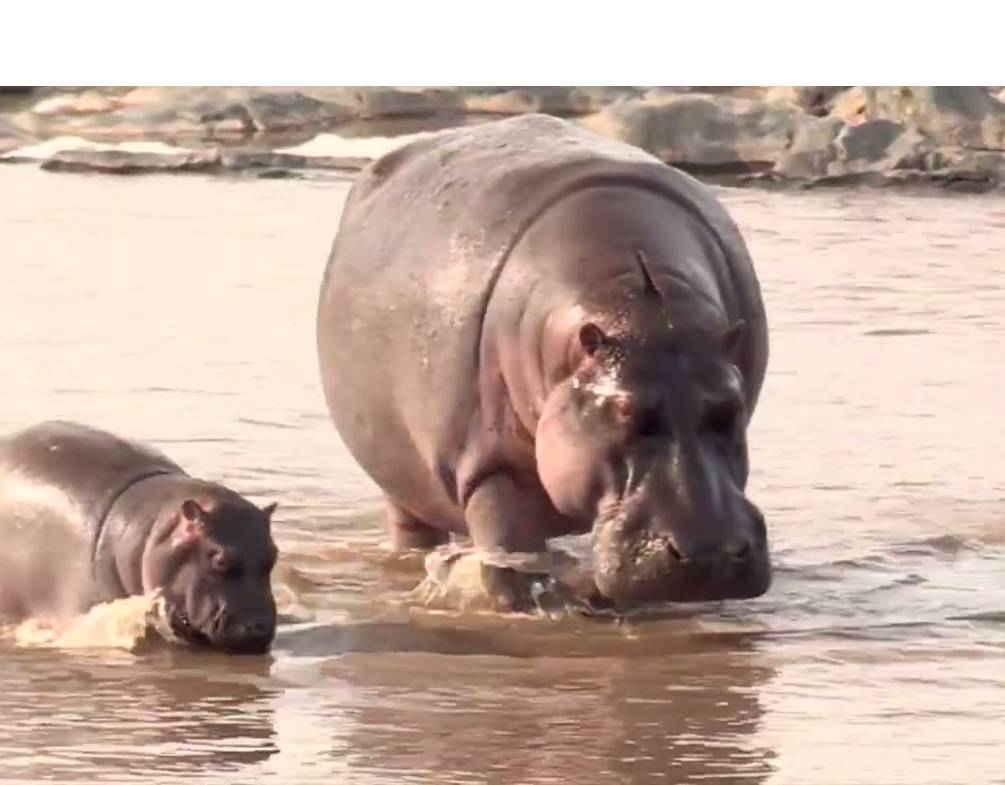 hipopotamo