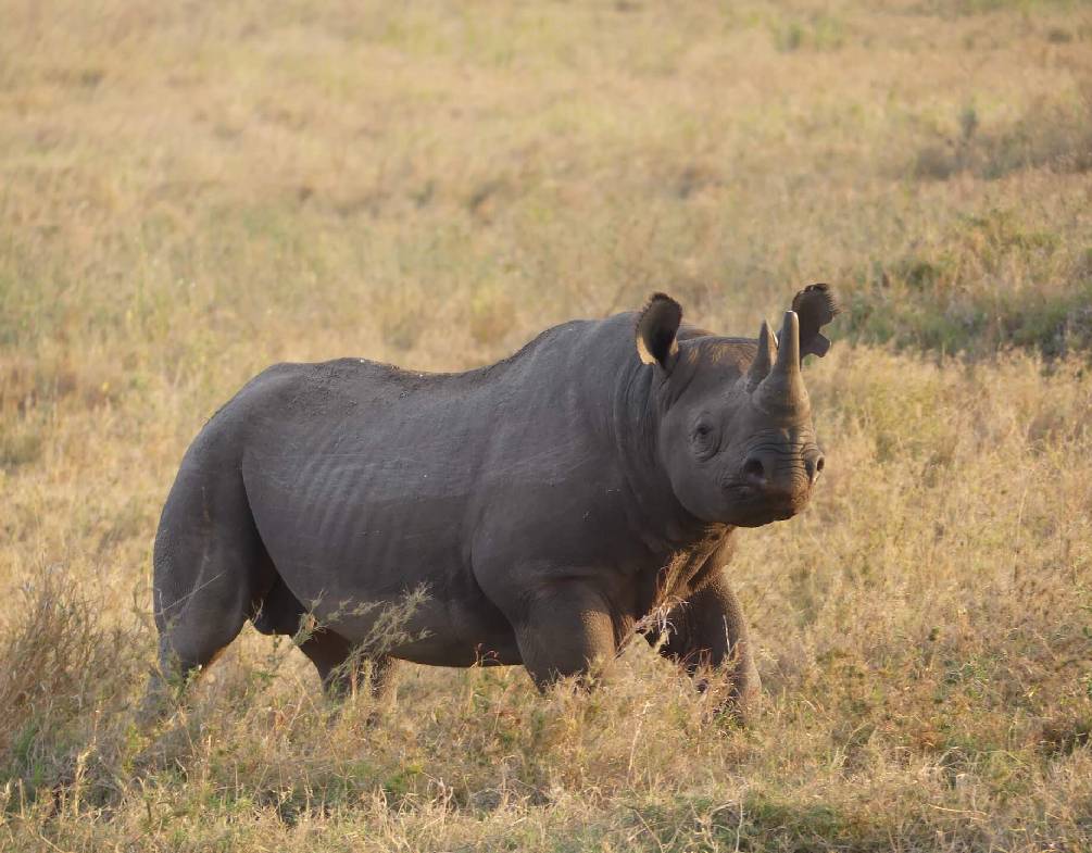 rinoceronte