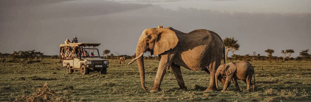 game drive