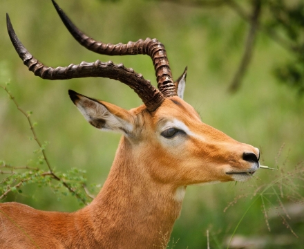 antilope