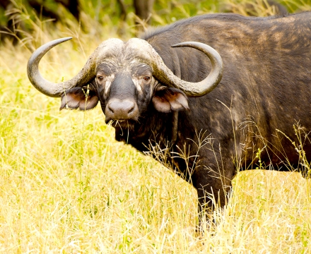bÚfalo africano