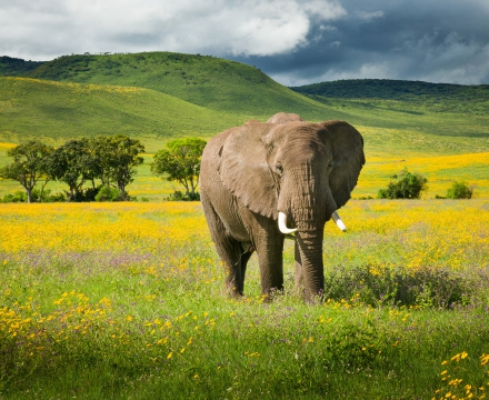 elefante