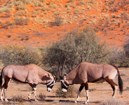 gemsbok