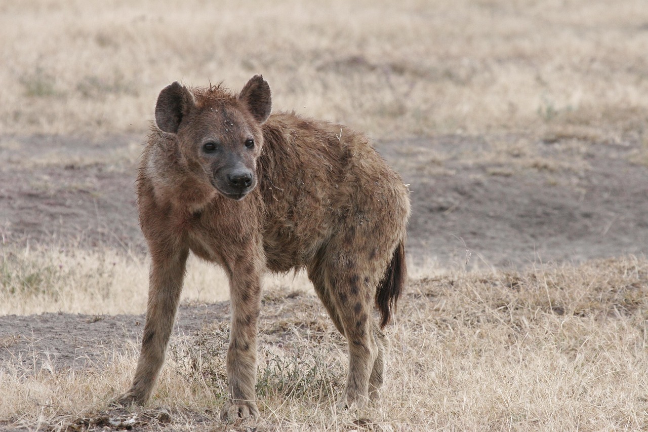 hyena africana