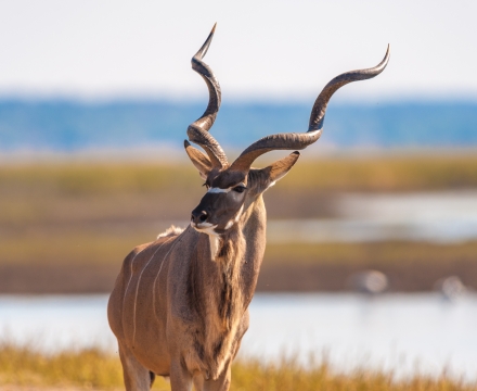 impala