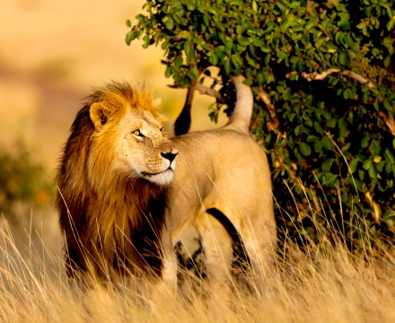 leon africano