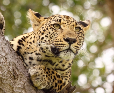 leopardo